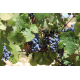 Private Valencia Wine Tour | Utiel-Requena Wineries with Valeria