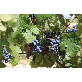 Private Valencia Wine Tour | Utiel-Requena Wineries with Valeria