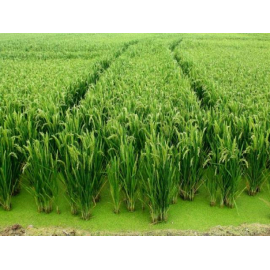 Private Albufera Tour from Valencia and Authentic Paella Experience