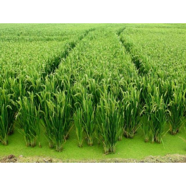 Private Albufera Tour from Valencia and Authentic Paella Experience