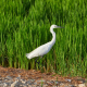 Private Albufera Tour from Valencia and Authentic Paella Experience